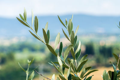 Close-up of plant growing on field against sky