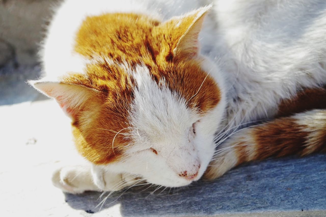 CLOSE-UP OF CAT RELAXING OUTDOORS