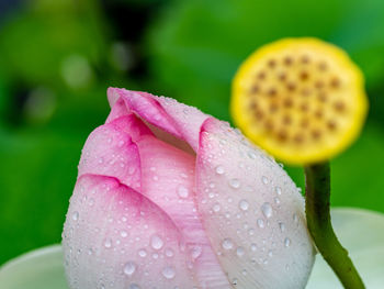 Close-up of water drops on pink flower