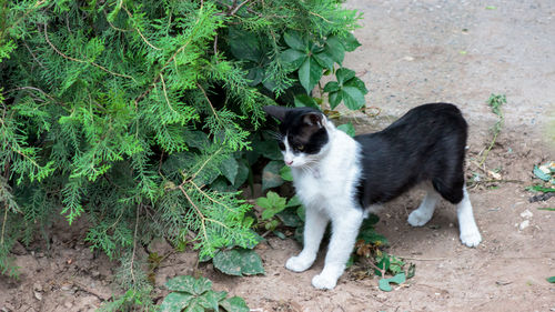 Cat looking away