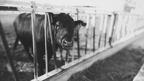 Black cow standing by fence on field during sunny day