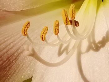 High angle view of white rose on floor