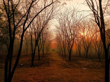 Trees on landscape against sky at sunset