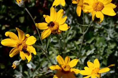 Close-up of yellow flowering plant