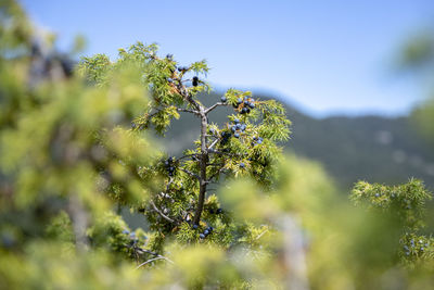 Low angle view of flowering plant against sky