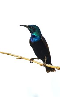 Close-up of bird perching on branch against clear sky