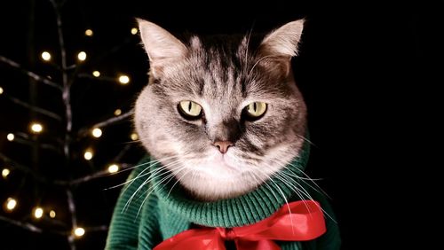 Scottish straight cat celebrate christmas new year