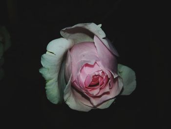 Close-up of pink rose against black background