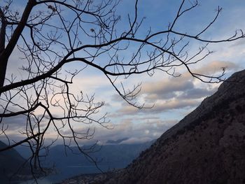 Bare tree against sky