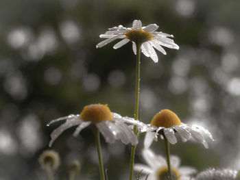 Close-up of fresh white flower