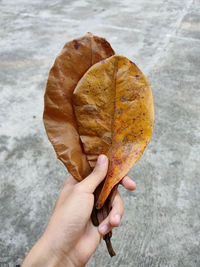 Close-up of hand holding dry leaves