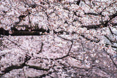 Close-up of pink cherry blossoms in spring