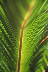 Close-up of palm tree leaves