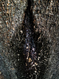 Full frame shot of tree trunk