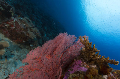 Close-up of coral in sea