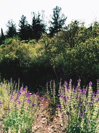 Close-up of flowers blooming in field