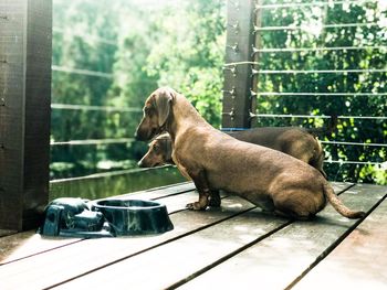 Side view of a dog against fence