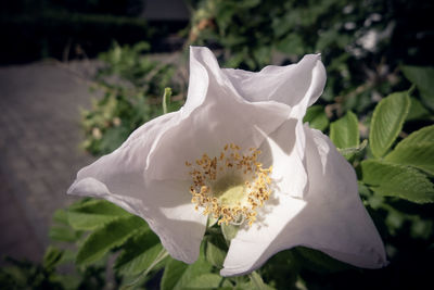 Close-up of white flowering plant