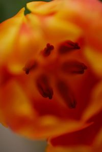 Macro shot of yellow day lily