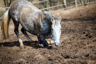 Portrait of horse kneeling on field