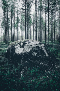 Trees in forest