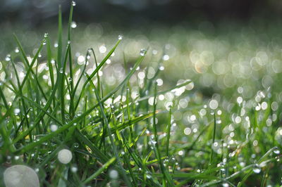 Close-up of wet grass on field