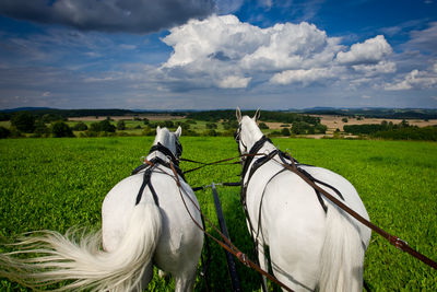 View of horse on field against sky