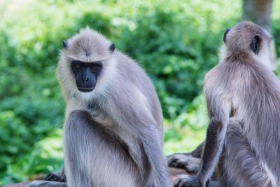 Close-up of monkey sitting outdoors