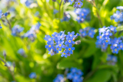 Close-up of purple flowering plants