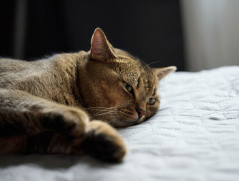 Adult purebred short-haired cat scottish straight sleeps on a gray bedspread, close up