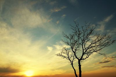 Low angle view of silhouette tree against sky