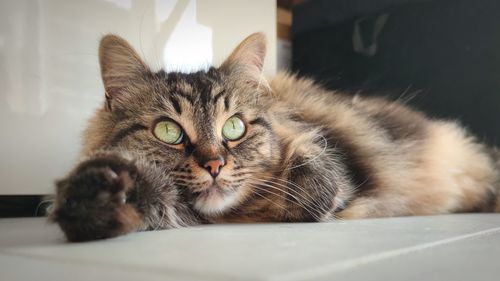 Portrait of cat resting at home