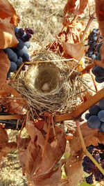 High angle view of eggs in nest