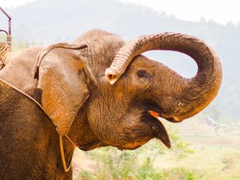 Close-up of elephant against sky