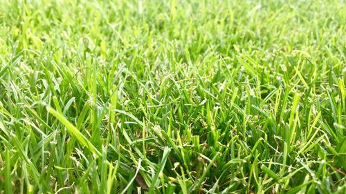 Full frame shot of fresh green field