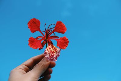 Close-up of hand holding red hibiscus against blue sky