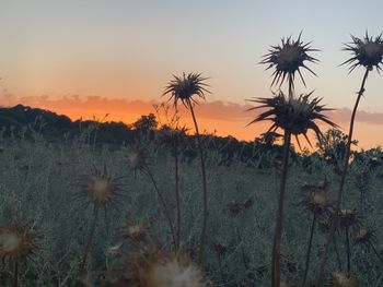 Close-up of flowering plants on field against sky during sunset