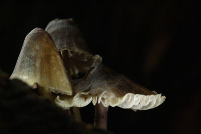 Close-up of mushroom against black background