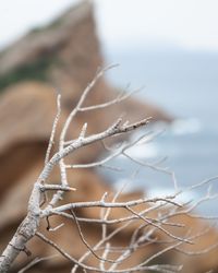 Close-up of snow on land