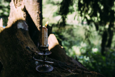 Close-up of fire hydrant on tree trunk