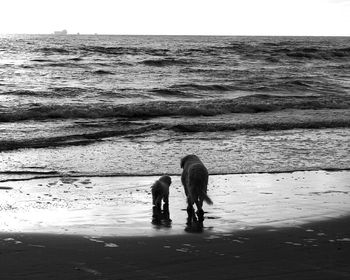 Rear view of dogs walking on shore at beach