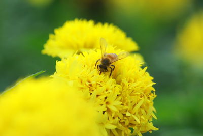 Close-up of bee on yellow flower