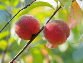 Close-up of cherries growing on plant