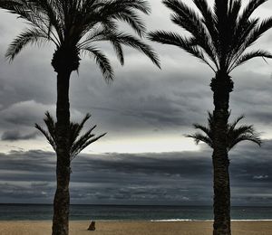 Coconut palm tree against dramatic sky