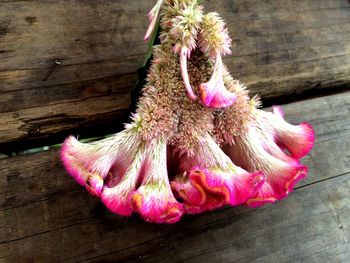 Close-up of pink flowers