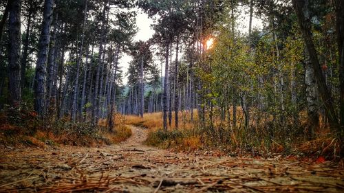 Trees in forest