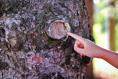 Close-up of hand holding tree trunk