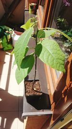 Close-up of potted plant