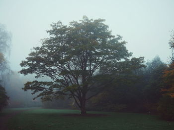 Trees against sky