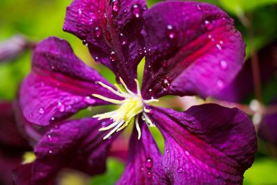 Close-up of wet purple flowering plant